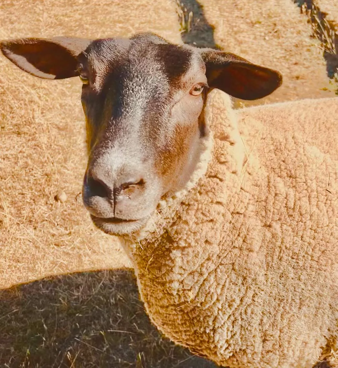 Babe, one of the sheep at Blue Rock Ranch