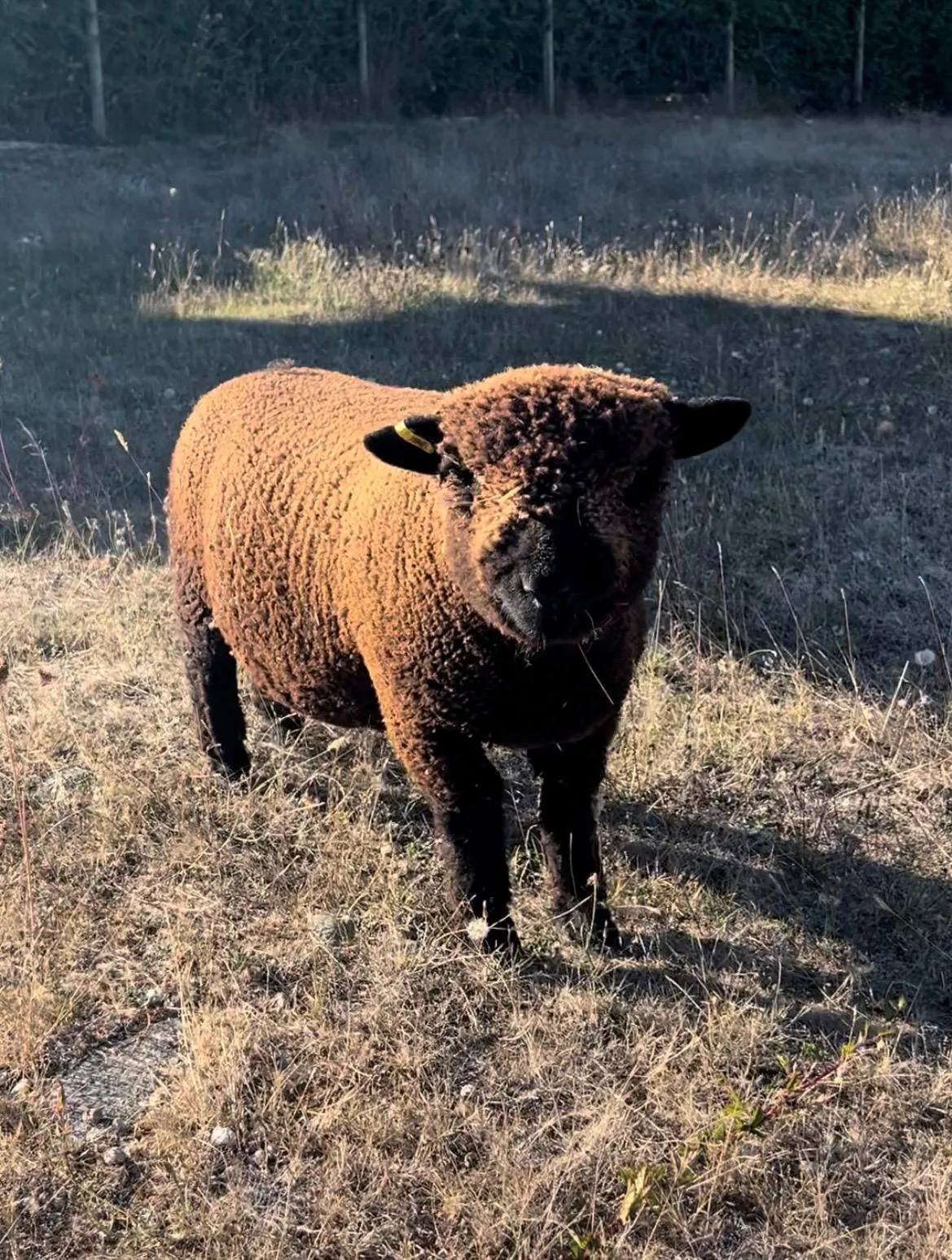 Beau, one of the sheep at Blue Rock Ranch