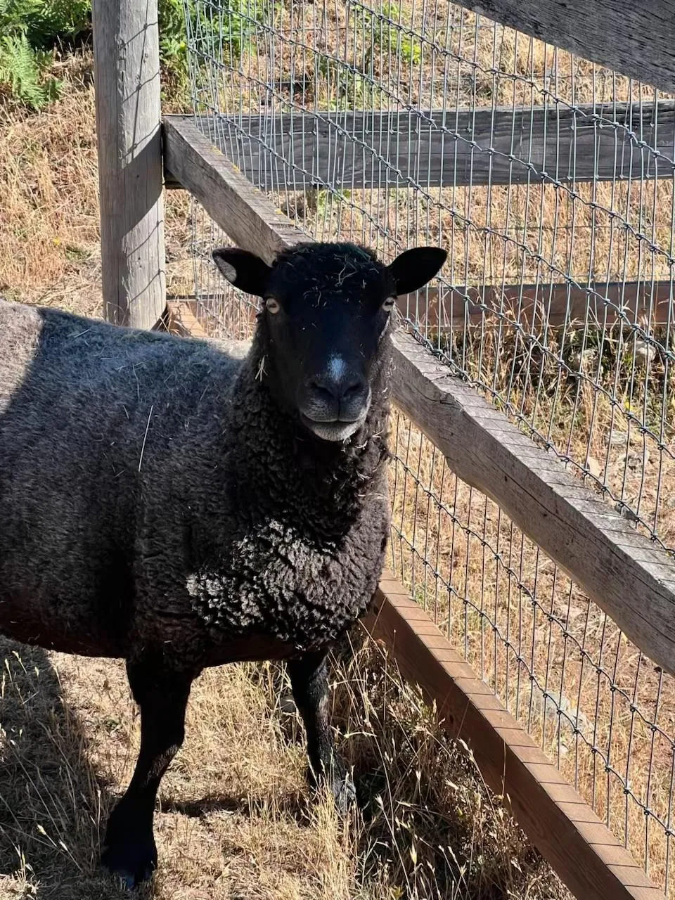 Livvie, one of the sheep at Blue Rock Ranch
