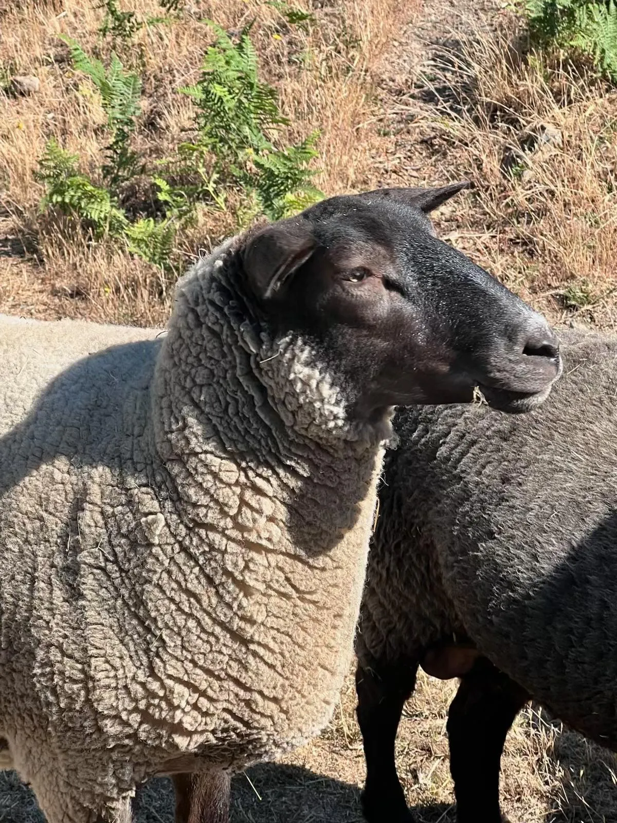 Dixy, one of the sheep at Blue Rock Ranch