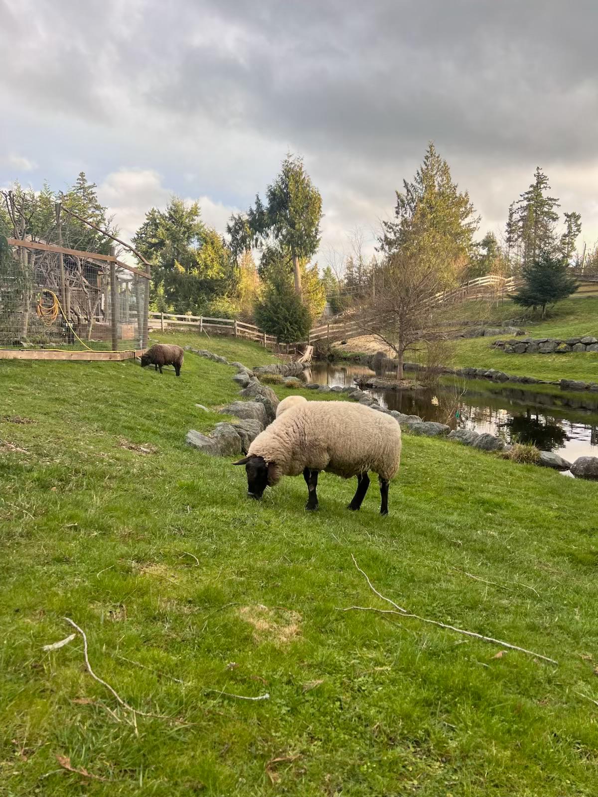 The flock and woolery at Blue Rock Ranch