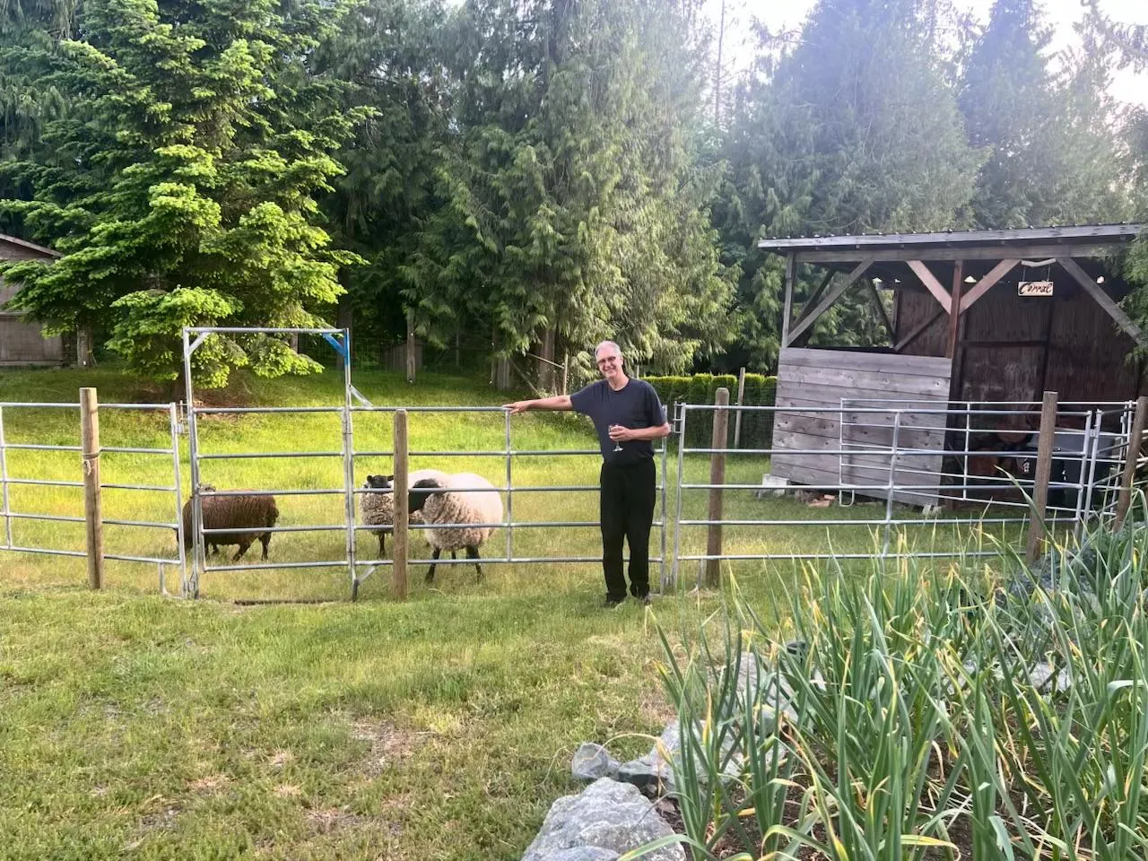 The Blue Rock Ranch flock gathered in the pasture