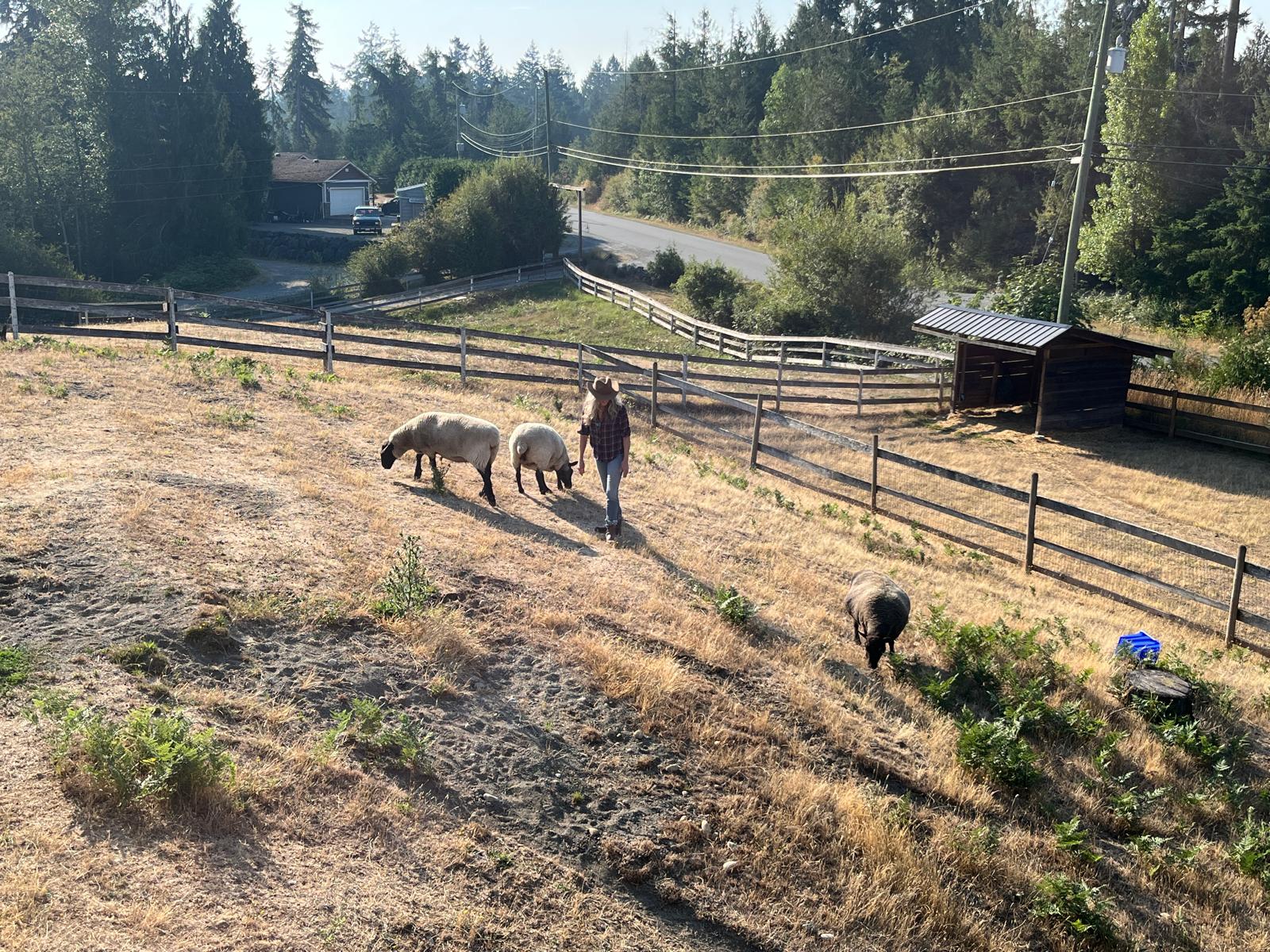 The flock and woolery at Blue Rock Ranch
