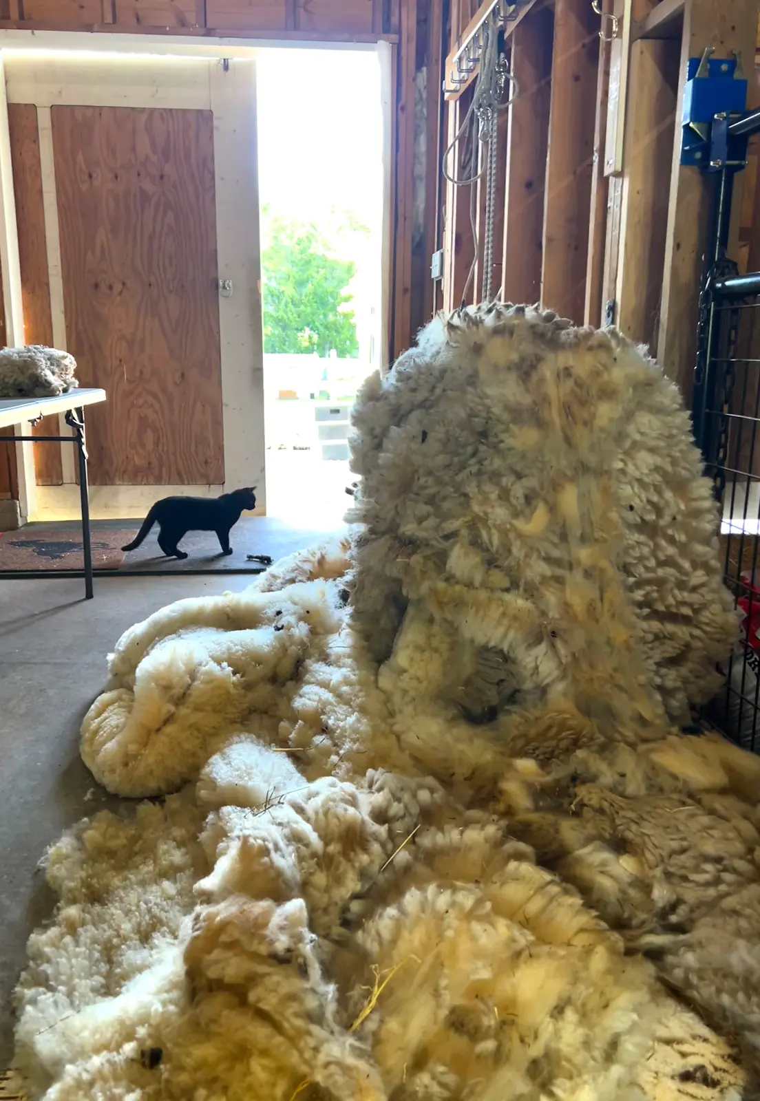 a clump of Suffolk wool